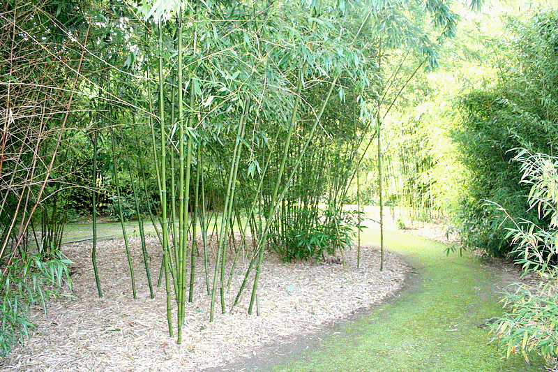 bambou_bambu_bamboo_sustainable_development_agriculture